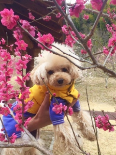 t̉C(^.^)