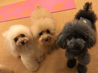 Z͑傫(^.^)
