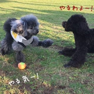 s`s`K[(^.^)